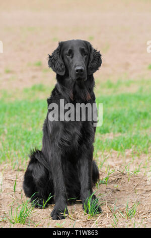 Flat-coated retriever noir assis dans le champ, gundog / chien race originaires du Royaume-Uni Banque D'Images