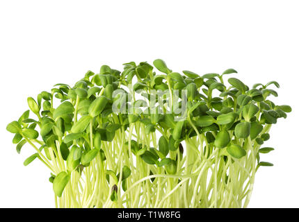 Les microgreens de tournesols isolé sur fond blanc. Banque D'Images