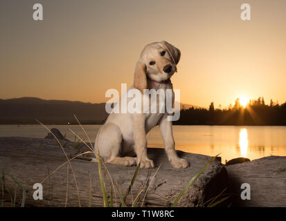 Jaune 3 mois labrador retriever chiot au coucher du soleil sur la plage Banque D'Images