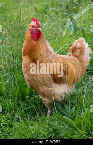 Coq coloré dans un rield Banque D'Images