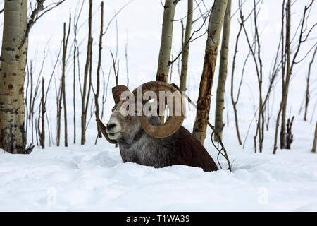 Mouflon de Dall, Ovis dalli Banque D'Images