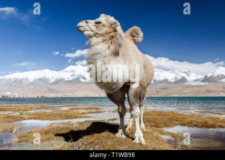 Chameau blanc posant au lac Karakul (Karakorum Highway, Xinjiang, Chine) Banque D'Images