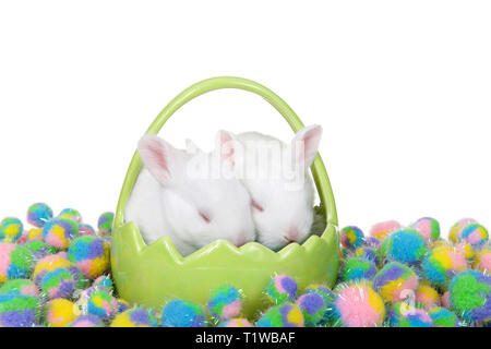 Deux lapins bébé blanc dormir dans un panier en porcelaine verte multi colored balls bouffée. Thème de Pâques. Isolé sur blanc. Banque D'Images