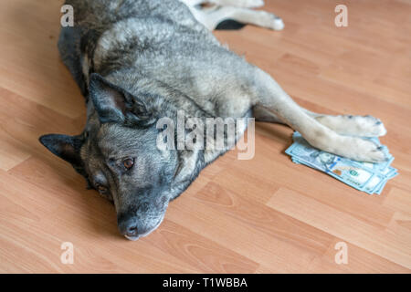 Dog tient dans ses pattes un lot d'argent Banque D'Images