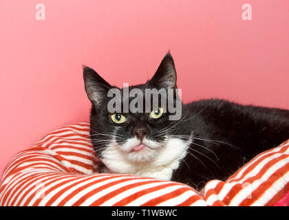 Portrait d'un tuxedo chat noir et blanc portant sur un lit à rayures rouges et blanches à la visionneuse à avec la langue qui sort, pas de dents pour le maintenir dans sa Banque D'Images