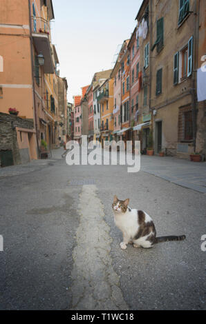 Chat sur la rue - un chat dans une jolie rue à Vernazza, Ligurie, Italie. Banque D'Images