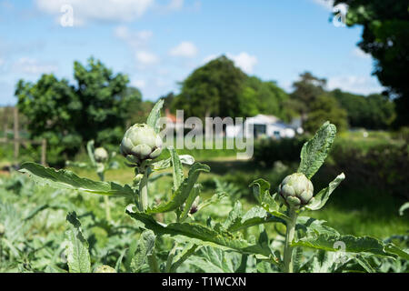 L'artichaut plantes poussant dans un champ à Wiveton Fruit Farm, à l'hôtel de North Norfolk, Angleterre. Banque D'Images