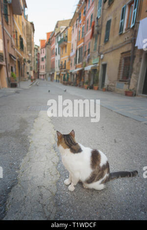 Chat sur la rue - un chat dans une jolie rue à Vernazza, Ligurie, Italie. Banque D'Images