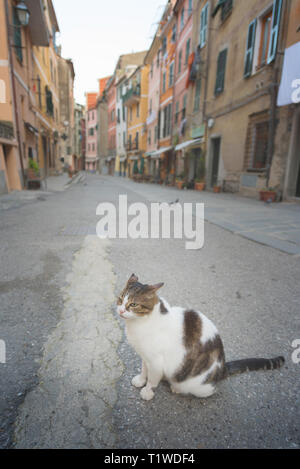 Chat sur la rue - un chat dans une jolie rue à Vernazza, Ligurie, Italie. Banque D'Images