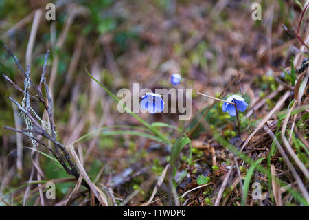 Camomille alpine dans l'herbe avec shallow DOF. Banque D'Images