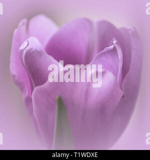 Close-up un fond pourpre tulip tulipes bouquet de lilas Banque D'Images