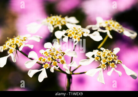 Mediterranean hartwort (Tordylium apulum) en Grèce Banque D'Images