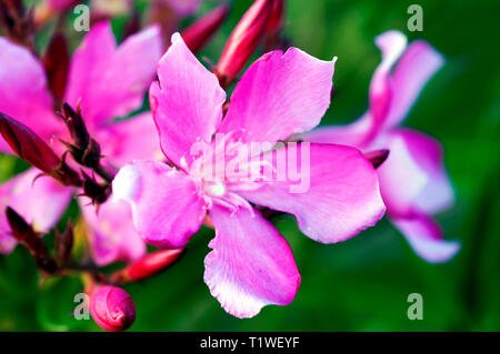 Close up of flower oleander Banque D'Images