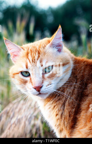 Portrait d'un chat de gingembre tournant la tête vers l'appareil photo Banque D'Images