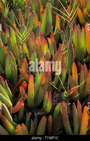 Feuilles de figuier la mer (Carpobrotus chilensis) par le soleil du soir rétroéclairé à Point Lobos State Park, Californie. Bien que belle, la mer fig (également appelé Banque D'Images