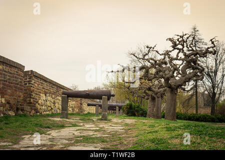 Une faible perspective de mettre en valeur d'anciens canons rouillés, sur la forteresse de Kalemegdan à Belgrade et scenic, arbres en courbes Banque D'Images