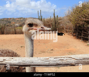 Close-up of ostrich (Struthio camelus) et son partenaire dans leur enclos à l'Aruba Ostrich Farm, Paradera, Aruba. Banque D'Images