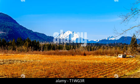 1699 Mount Reid sur la gauche et montez sur la droite juge Howay, vu de chemin Sylvester sur les bleuetières près de Missionin B.C., Canada Banque D'Images