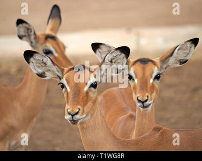 Trois femmes l'Impala (Aepyceros melampus) une antilope (Swahili - swala pala) fixant l'appareil photo dans le parc national de Tsavo East au Kenya, Afrique Banque D'Images