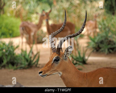 Impala (Aepyceros melampus) une antilope (Swahili - swala pala) avec d'impressionnantes cornes garde harem de femelles- Parc national de Tsavo East au Kenya, Afrique Banque D'Images