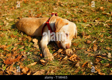 Jeune labrador, chiot chien jouant sur l'herbe, mâchonne un bâton. Banque D'Images