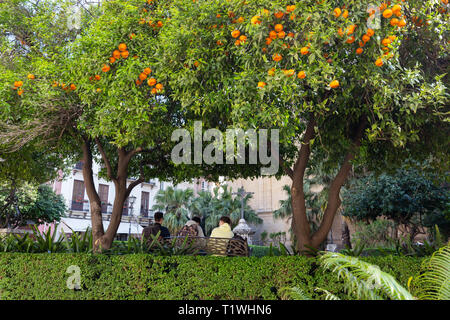 Orangers - Espagne - oranges croissant sur les orangers dans le centre-ville de Málaga, malaga andalousie espagne Banque D'Images