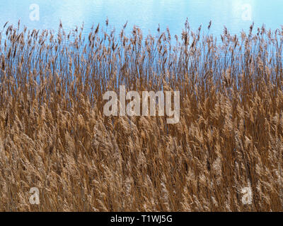 Roseaux d'or soufflant dans une douce brise en face d'un lac à Fairburn Ings, West Yorkshire, Angleterre Banque D'Images