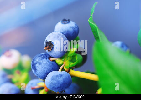 Du vrai venu sur une branche blueberry Blueberry bush. Champ de bleuets ou le verger avec de vrais bleuets biologiques sur le cluster. Les fruits juteux et matières premières en natur Banque D'Images