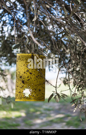 Papier jaune fly trap sur les oliviers Banque D'Images