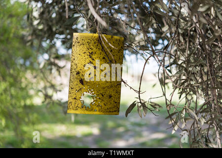 Papier jaune fly trap sur les oliviers Banque D'Images