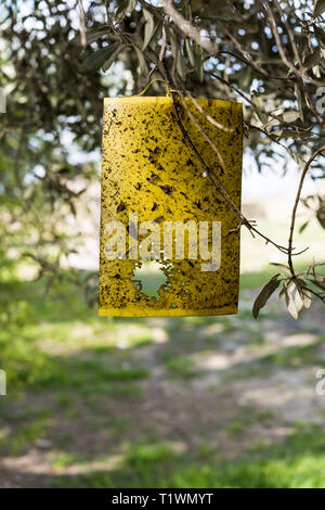 Papier jaune fly trap sur les oliviers Banque D'Images