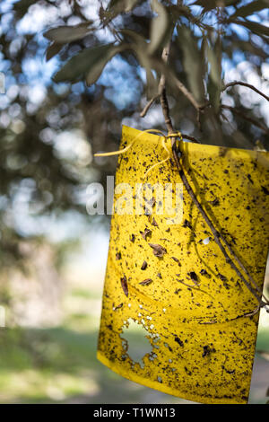 Papier jaune fly trap sur les oliviers Banque D'Images