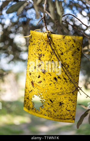 Papier jaune fly trap sur les oliviers Banque D'Images