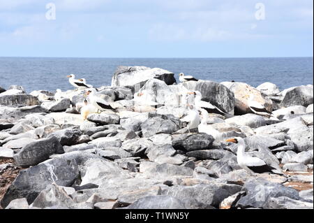 Colonie de Nazca booby Sula granti oiseaux sur des rochers près de la mer Banque D'Images