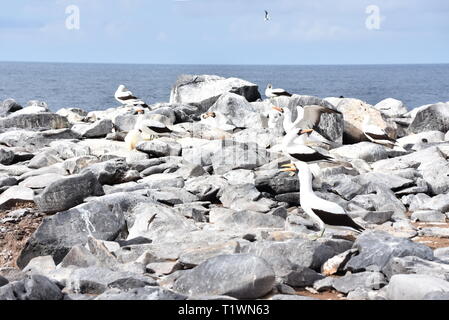 Colonie de Nazca booby Sula granti oiseaux sur des rochers près de la mer Banque D'Images