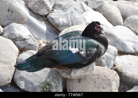 Canard de Barbarie Cairina moschata debout sur une pierre par un étang Banque D'Images