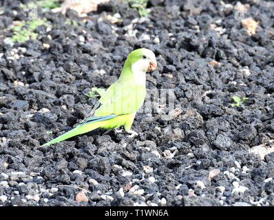 Myiopsitta monachus perruche moine sauvage sur le terrain de recherche de nourriture Banque D'Images