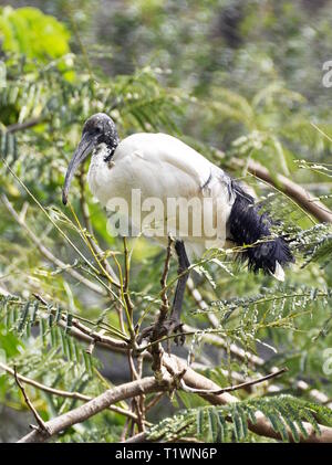 Ibis sacré Threskiornis aethiopicus dans un arbre Banque D'Images