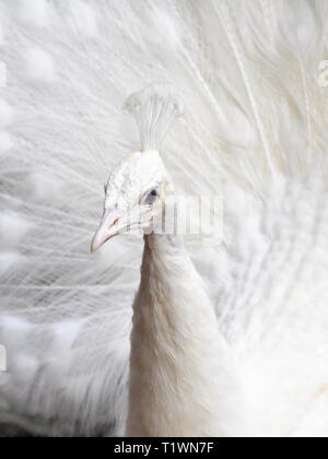 Leucistic blanc peacock l'épandage et l'affichage de ses plumes Banque D'Images