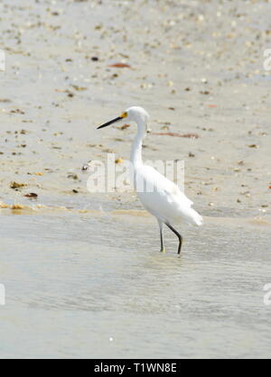 Grande aigrette Ardea alba egretta debout sur un rivage poisson chasse Banque D'Images