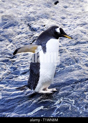 Long-tailed Gentoo pingouin Pygoscelis papua walking on rock Banque D'Images