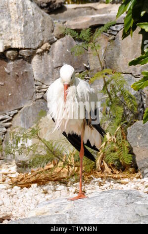 Cigogne blanche Ciconia ciconia debout sur une jambe Banque D'Images