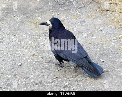 Corvus frugilegus Rook marcher sur du gravier Banque D'Images