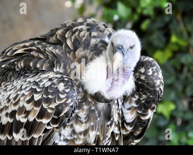 Chef d'un vautour de griffin vulture Gyps rueppellii Banque D'Images