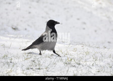 Hooded crow Corvus cornix marcher sur la neige Banque D'Images