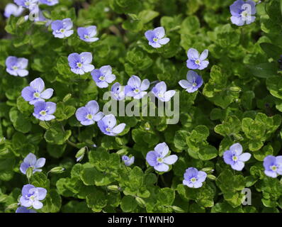 Veronica filiformis véronique rampante fleurs dans la nature Banque D'Images