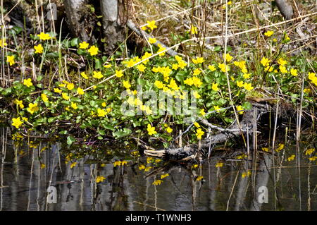 Caltha palustris populage des marais par un flux croissant au printemps Banque D'Images