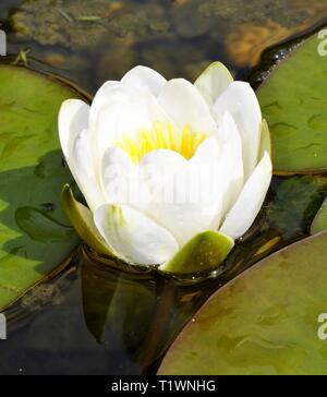 Gros plan sur la fleur d'un livre blanc européen Nymphaea alba nénuphar Banque D'Images