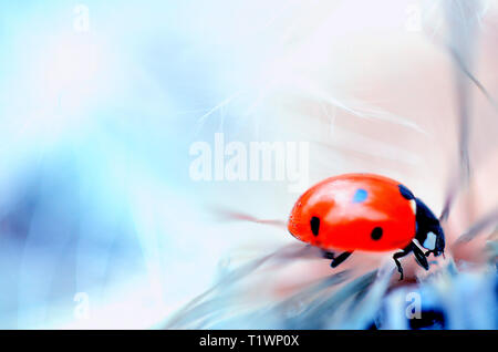 Ladybug Banque D'Images