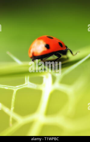 Ladybug Banque D'Images